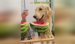 娱乐吃瓜酱小狗看坐在小车里,揭秘小车里的大秘密