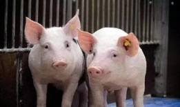 娱乐吃瓜酱猪,揭秘娱乐圈背后的那些事儿