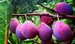 娱乐吃瓜少女西梅拿铁,娱乐吃瓜少女的趣味生活揭秘