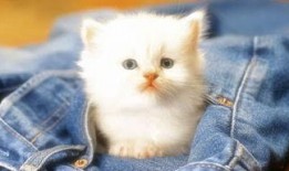 娱乐吃瓜君罗小猫,娱乐吃瓜界的“猫界网红”