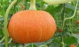 如何制作娱乐圈吃瓜素材,如何轻松制作热门吃瓜素材