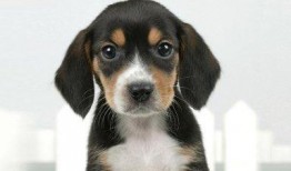 娱乐圈吃瓜小狗小说