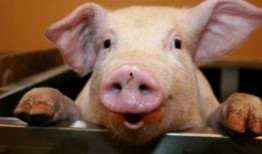 娱乐吃瓜酱猪,揭秘娱乐圈背后的那些事儿