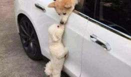 娱乐吃瓜酱小狗看坐在小车里,揭秘小车里的大秘密