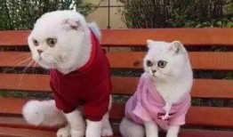 娱乐吃瓜君说刘二豆没了,娱乐吃瓜君揭秘背后真相