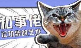 娱乐吃瓜君罗小猫,娱乐吃瓜界的“猫界网红”