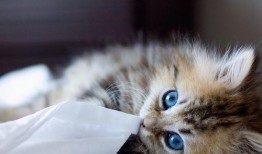 娱乐吃瓜酱小猫被薅起来,薅猫事件背后的真相