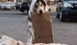 娱乐吃瓜酱小狗看坐在小车里,揭秘小车里的大秘密