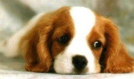 娱乐吃瓜酱狗狗