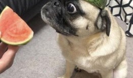 吃瓜表情包的意思,揭秘网络表情包背后的社会现象